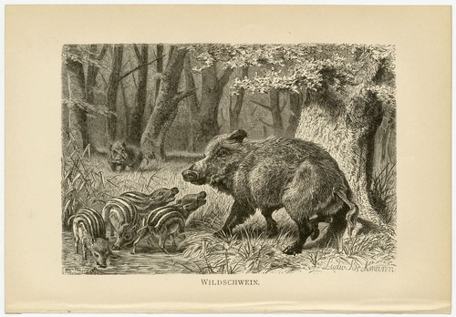 Wildschwein wald frischlinge - wildschwein,