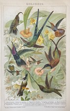 Originalgrafik Fauna Vögel