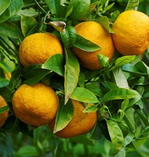 Bitterorange - Pomeranze