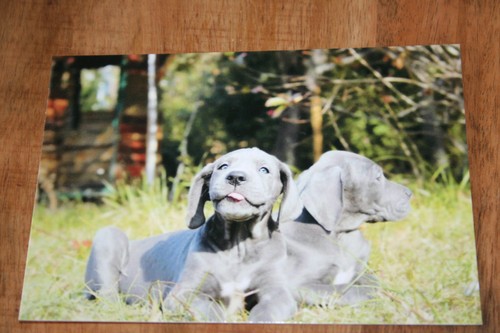 Hunde postkarte von poster - von,