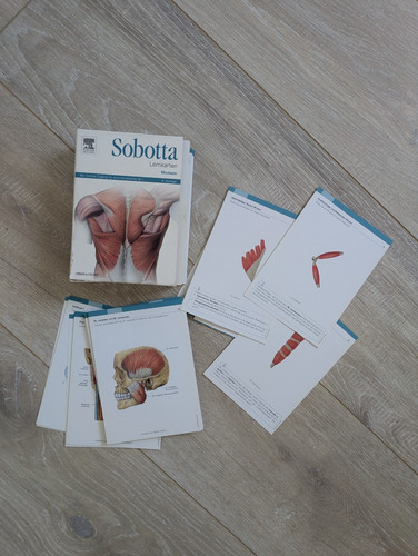 Sobotta lernkarten muskeln - sobotta,