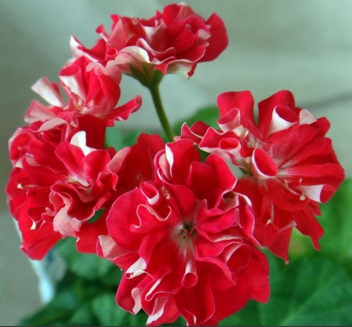 Geranie pelargonie pebbles - geranie,,