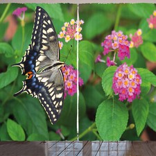 Schwalbenschwanz Schmetterling