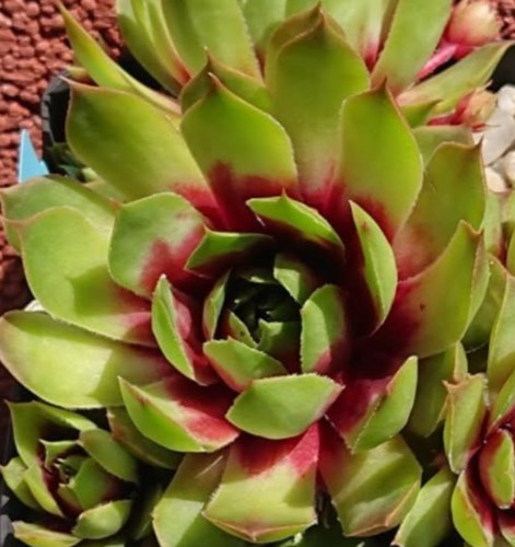Sempervivum bloody sunset - sempervivum, "bloody