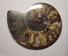 Ammonit sehr gross