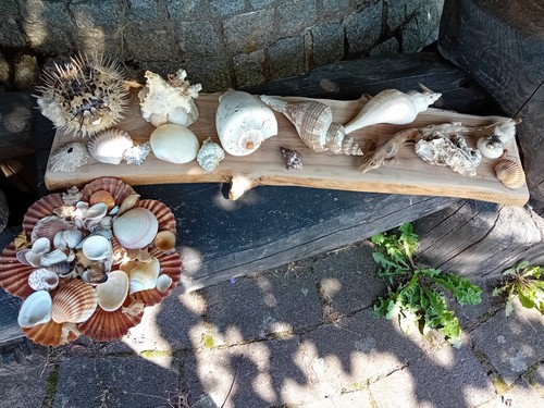 Konvolut muscheln schnecken - muscheln,