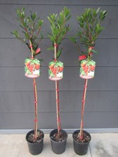 Arbutus unedo - westl