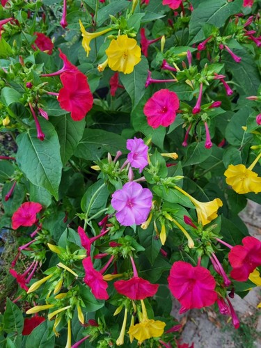 1000 samen wunderblume duftend - 1000,