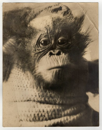 Silbergelatine foto - foto, (28x22cm)