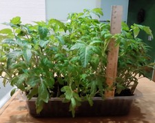 Tomatenpflanzen gelb - tomatenpflanzen,,