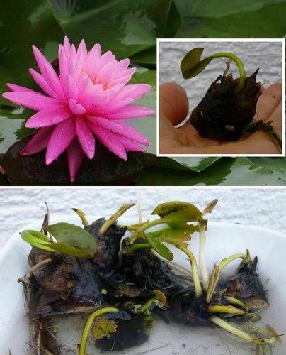 Kleinste seerose der welt - seerose,