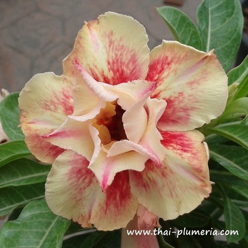 Wüstenrose adenium obesum - -,