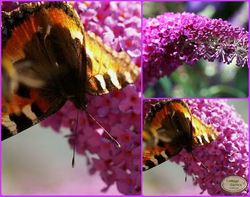 Buddleja pink delight - buddleja,