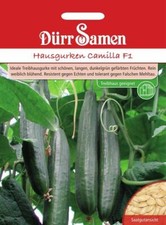 Treibgurken Camilla F1 ideale