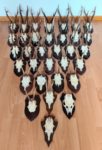 Jagd trophäe rehbock geweih - jagd,