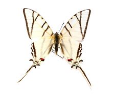 LEPIDOPTERA, PAPILIONIDAE