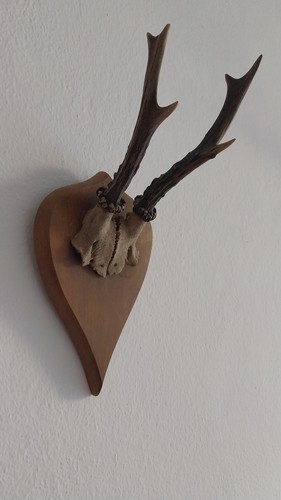 Rehgeweih rehbock rehgehörn - rehbock,