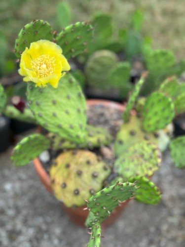 Kaktus opuntia humifusa - /opuntia, /