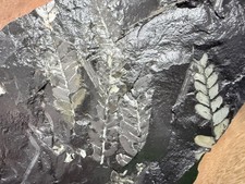 Fossile Pflanzen-Versteinerte