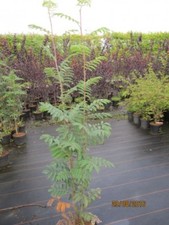 Sorbus aucuparia Edulis -
