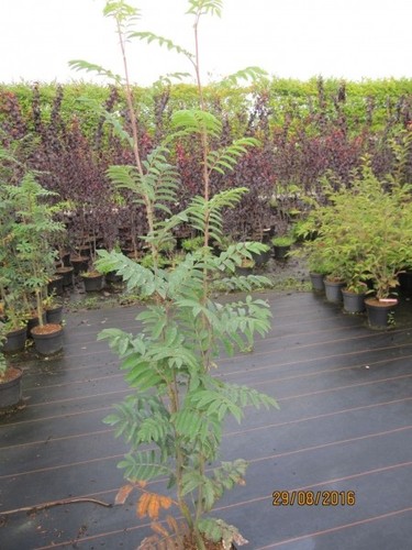 Sorbus aucuparia edulis - sorbus,