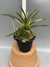 Vanda falcatas 'Kyokusho'