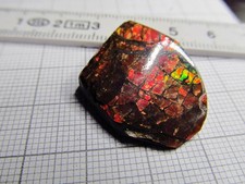 Ammolit, Ammolith, Ammolite