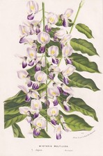 Wistaria multijuga Blauregen