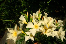3x Oleander Stecklinge SOUVENIR DE ILES CAPRI  gelb sehr selten 