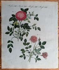 Bertuch Originaldruck Koloriert Botanik Rose (T14) - 1792