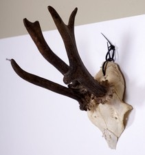 Abnormes Rehgehörn  Non