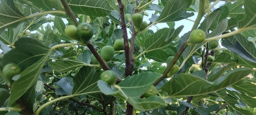 Feigenbaum stecklinge - , 5