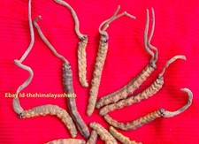 Wilde himalaya yarsha gumba - himalaya,