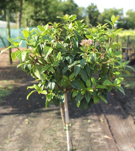 Mittelmeer schneeball viburnum - schneeball,