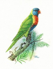 Allfarblori Papageien Loris - Kunstdruck-Bild - 25,5 x 17,5 cm