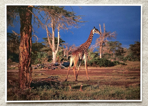 Xxl postkarte nordgiraffe - ak,