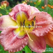 Doppelfächer Taglilie THROUGH THE LOOKING GLAS