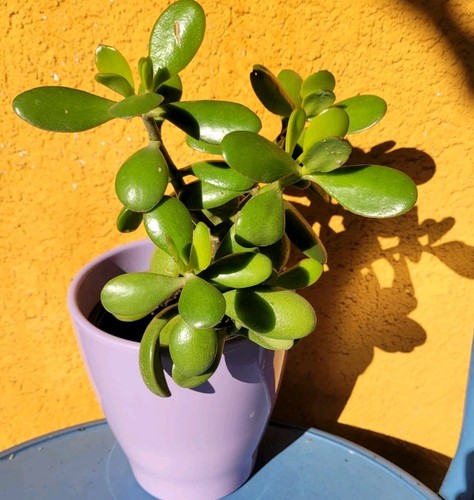 Crassula ovata 20cm bonsai - 20cm,