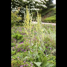 Verbascum olympicum - Kandelaber-Königskerze - 9cm Topf 