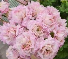 Pelargonie Geranie YuV Aquarius Star-YuV Wassermanns Stern- ЮВ-Звезда Водолея