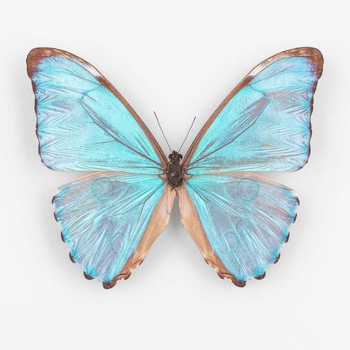 Morpho aurora peru - a.,