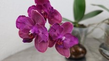Taiwan Orchidee Phalaenopsis Phal.  Tying Shin Baby Smile Butterfly peloric