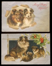 SHETLAND SCHÄFERHUND Sheltie
