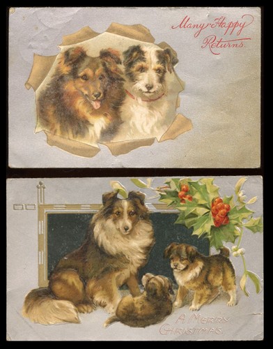 Shetland schäferhund sheltie - shetland,
