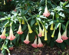 SAMEN ROSA ENGELSTROMPETE