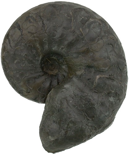 Trias ceratides nodosus - ,
