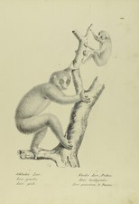 Sammlung 12 prächtige Tafeln