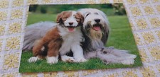 Hund AK, Bobtail (?), Bearded Collie (?), Postkarte, Printed in W.-Germany