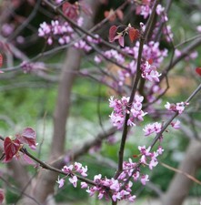 Kanadischer Judasbaum Hearts a