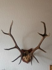 Sehr starkes Rothirschgeweih (12-Ender) mit Schädelknochen auf dekorativer...